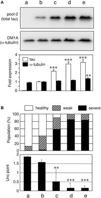 Imbalanced Expression of Tau and Tubulin Induces Neuronal Dysfunction in C. elegans Models of Tauopathy